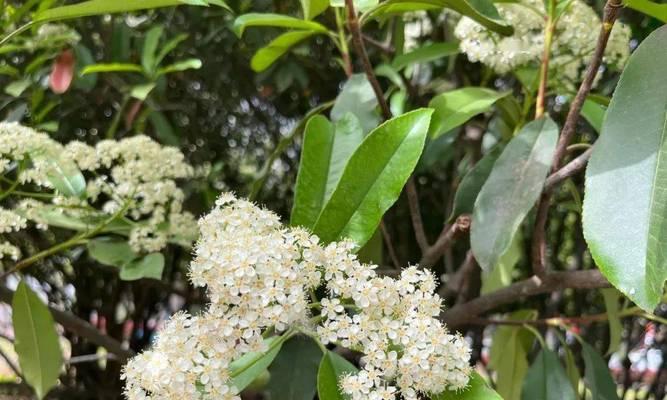 石楠花（揭示石楠花的神秘花语和象征意义）