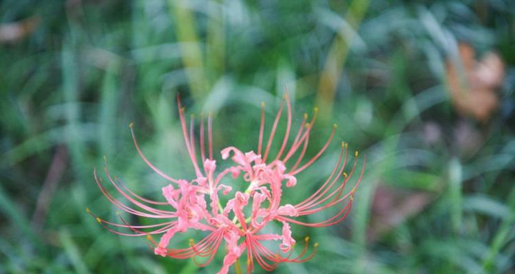 以石蒜花的寓意为主题的文章——探索生命的坚强与坚持（石蒜花的寓意与生命的启示）