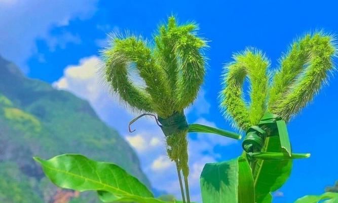 时钟花的花语及意义（探寻时钟花的隐含信息）