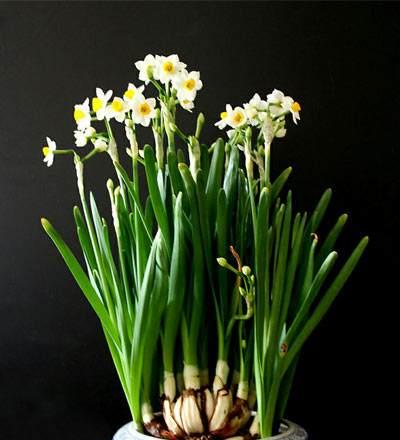 水仙花花语之美丽与希望（传递生命力的水仙花）