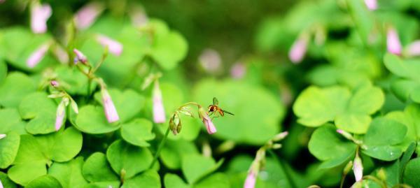 四叶草的花语与象征意义（探寻四叶草的幸运魔力）