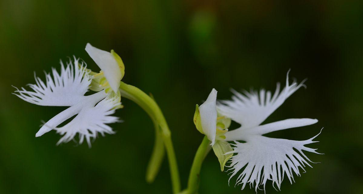 白鸟开花时是什么样子？它的开花寓意与花语是什么？