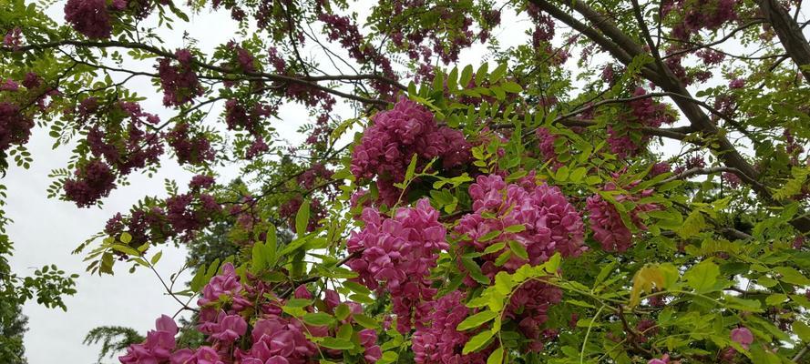 保定的市花是什么花？它的花语和象征意义是什么？