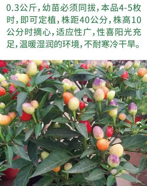 彩椒怎么发芽快？发芽期间需要注意什么？