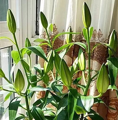 百合什么时候种植最好？种植时间和方法是什么？