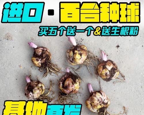 百合花种子怎么吃法？食用时需要注意什么？