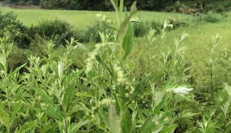 艾草什么时候种植最好？种植时间和方法是什么？