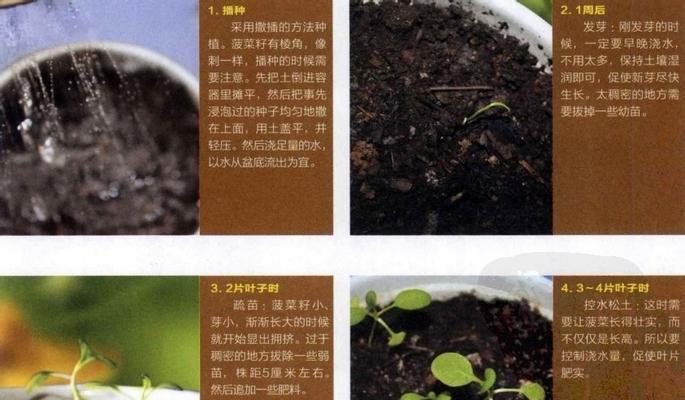 包菜的种植方法和时间是什么？种植时需要注意什么？