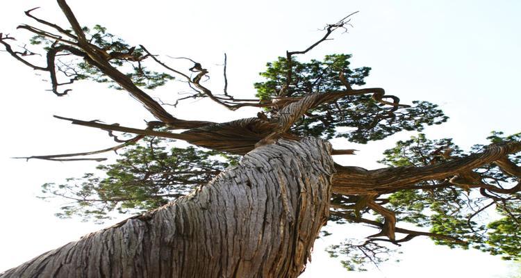 柏树是什么树？它属于什么科植物？