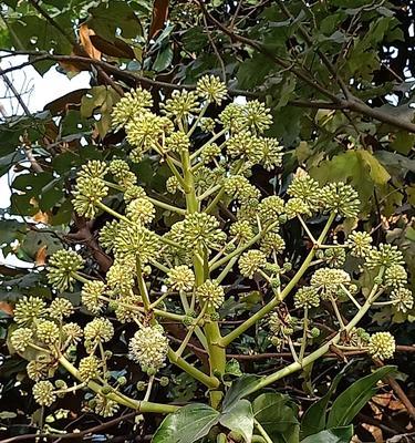 八角梅什么时候开花？花期是什么时候？