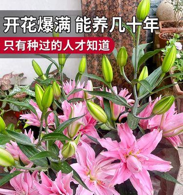 百合好用什么水养？水养百合的技巧是什么？