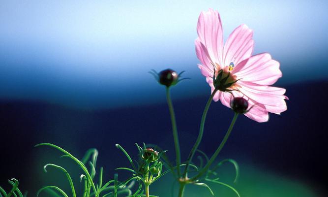 表示再见的花花语是什么？再见的花有哪些？