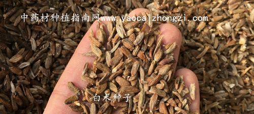 白术种子可以吃吗？食用时需要注意什么？