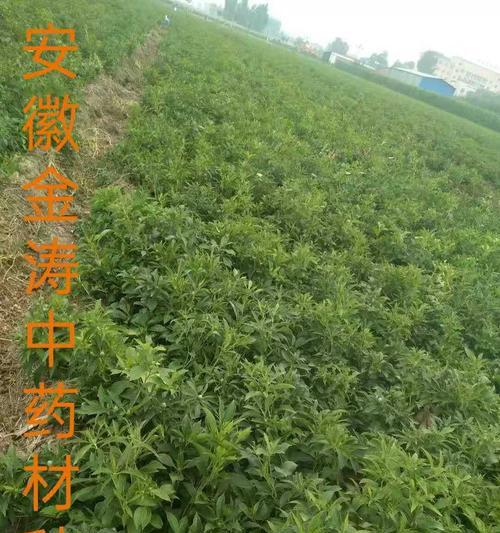 白术种植时间和方法是什么？种植时需要注意什么？