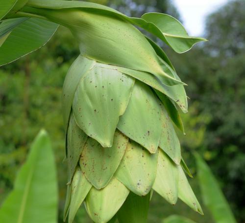 芭蕉是草本植物吗？它的分类和特点是什么？