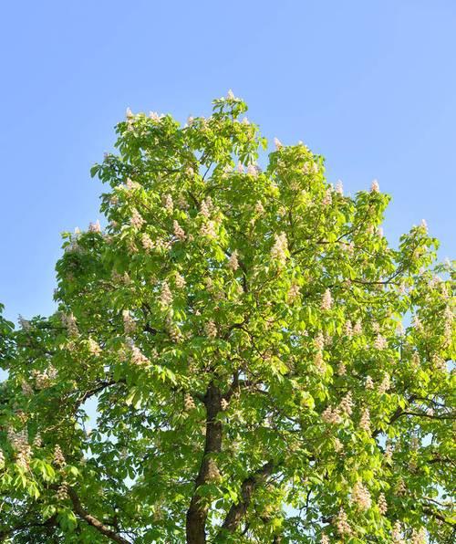 板栗是被子植物吗？它的分类和特点是什么？