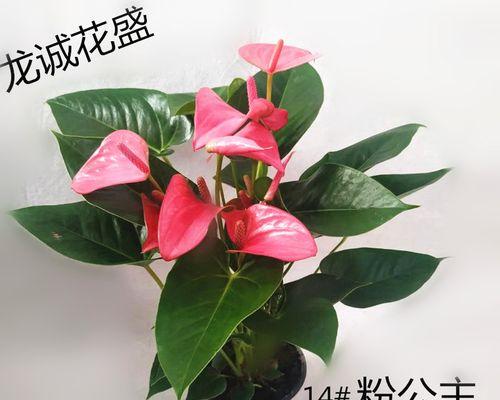 彩掌怎么养？彩掌的养殖方法和注意事项有哪些？