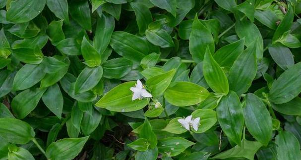 冰草和穿心莲是一种植物吗？冰草和穿心莲的区别是什么？