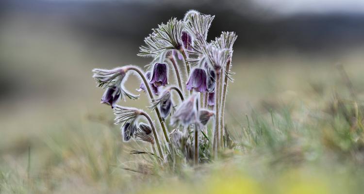 白头翁花有毒吗？白头翁花可以放在室内养吗？