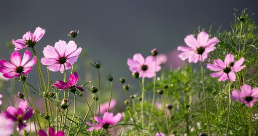 代表希望的花有哪些？希望的花的花语是什么？