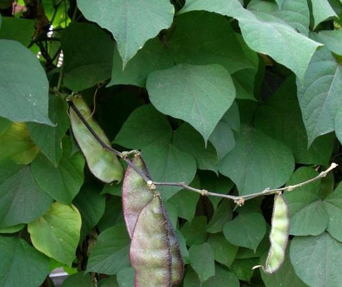 扁豆是多年生植物吗？扁豆的分类和特点是什么？