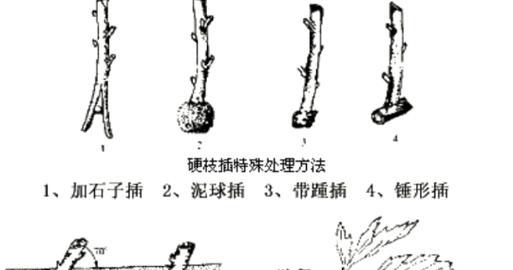 波路芦荟怎么繁殖？波路芦荟的繁殖方法和注意事项是什么？