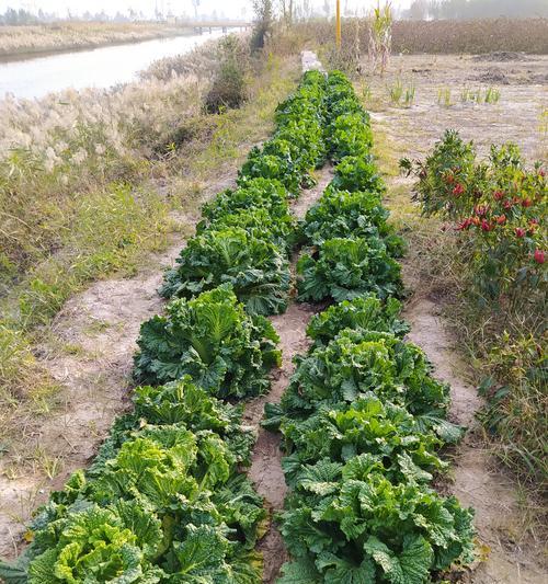 白菜是什么植物？白菜的分类和特点是什么？