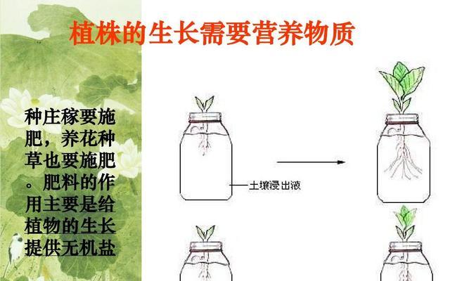 北方芋头种植时间和方法是什么？北方芋头的种植技巧有哪些？