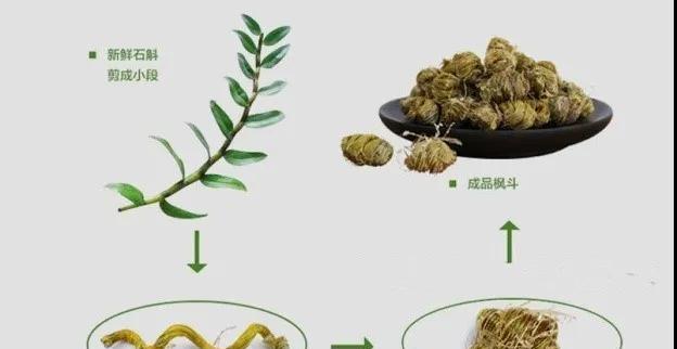 澳洲石斛的养殖方法和注意事项是什么？澳洲石斛的养殖技巧有哪些？