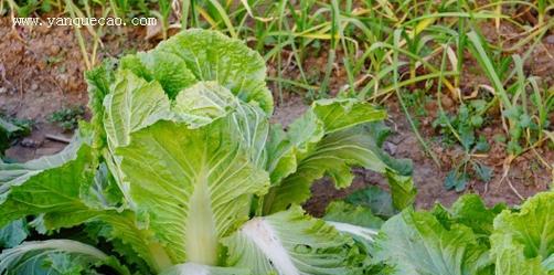 白菜成熟期多少天？白菜的生长周期是什么？