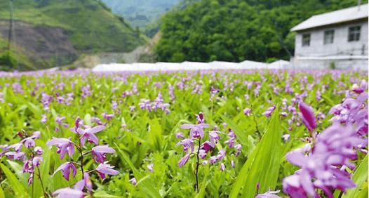 白芨生长环境条件及特点是什么？白芨的种植环境要求是什么？