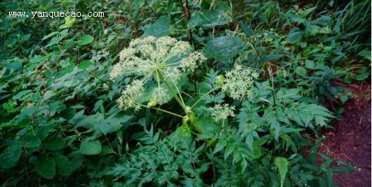 白芷是什么根系的植物？白芷的根系特点是什么？