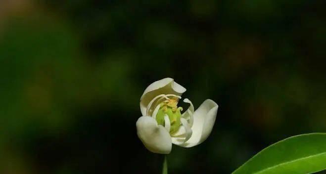 菠菜是单性花还是双性花？菠菜的繁殖方式是什么？