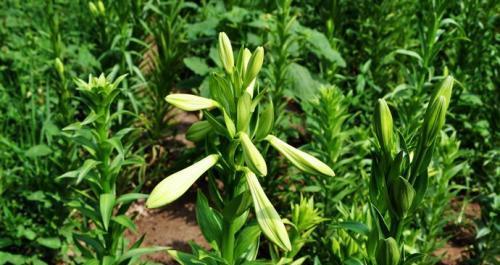 百合种子怎么种植？百合种子的种植方法是什么？