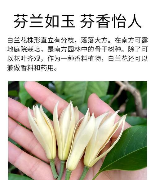 白兰花怎么修剪？白兰花的修剪方法是什么？