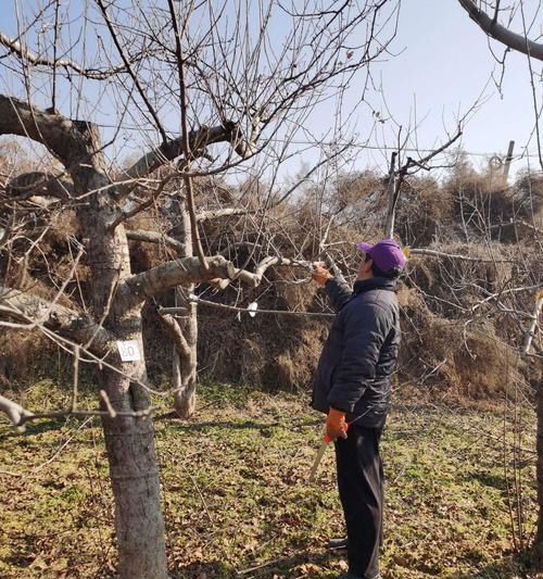 矮化苹果树怎么剪枝？矮化苹果树的修剪技术和注意事项是什么？