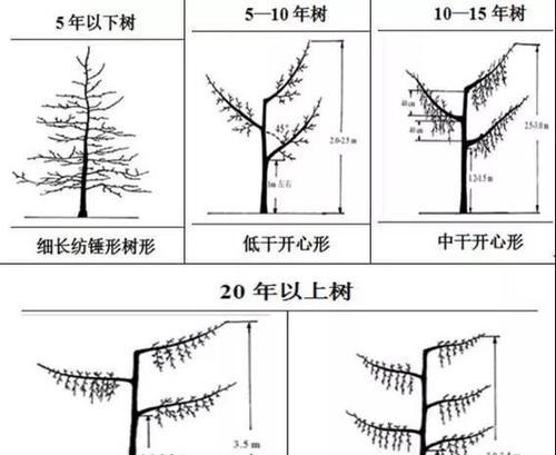 矮化苹果树怎么剪枝？矮化苹果树的修剪技术和注意事项是什么？