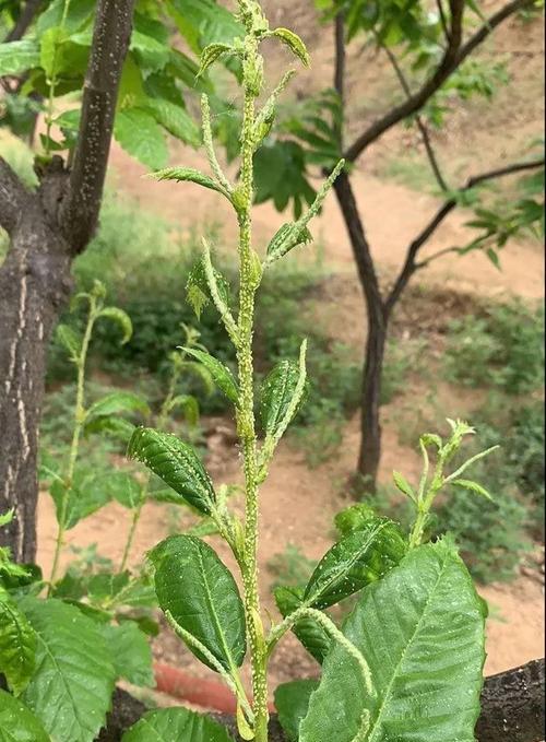 板栗生芽能吃吗？板栗生芽的食用方法是什么？