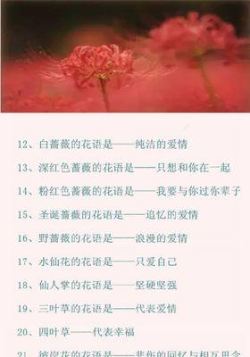 白百合花的花语和寓意是什么？白百合花的寓意是什么？