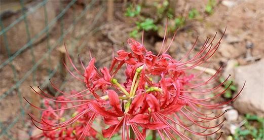 彼岸花的花语是什么含义？彼岸花的寓意是什么？