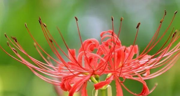 彼岸花是一年生还是多年生？彼岸花的生长周期是什么？