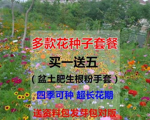 波斯菊种子什么时候播种最好？波斯菊的最佳播种时间是什么？