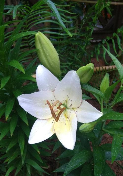 百合花可以淋雨吗？百合花的淋雨注意事项是什么？