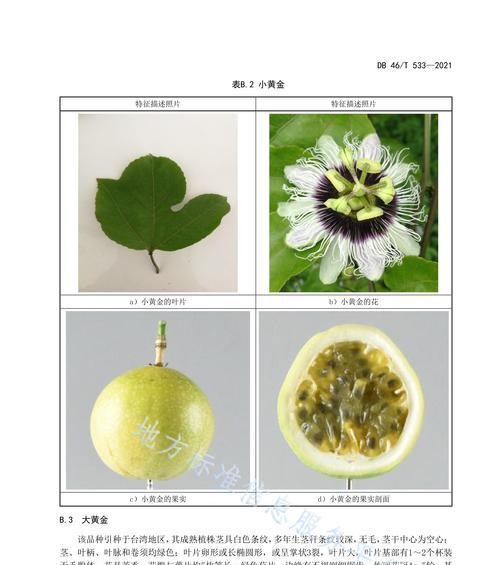 百香果的生长环境是什么？百香果的生长地方条件是什么？