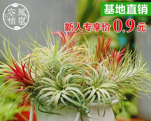 菠萝能吸收甲醛吗？菠萝吸甲醛的效果如何？