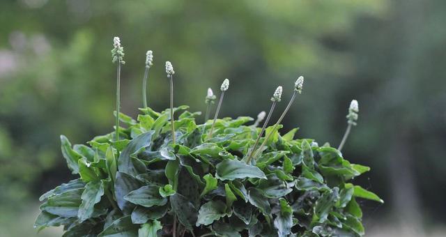 百合花什么时候分株？百合花的分株时间是什么？