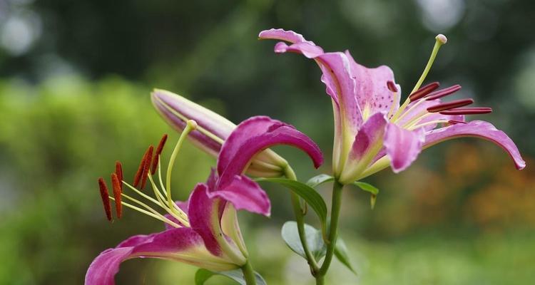 百合花什么时候分株？百合花的分株时间是什么？