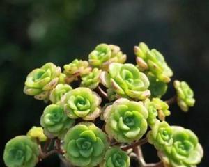 百合花有香味吗？百合花的香味特点是什么？