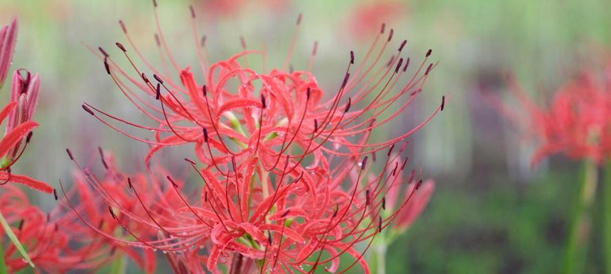 彼岸花什么季节开花？彼岸花的花期时间是几月份？