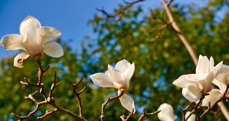 白玉兰是什么季节开的花？白玉兰的花期是什么时候？